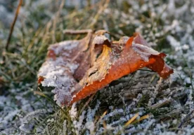 Ўзгидромет 3 декабрь куни учун об-ҳаво прогнозини эълон