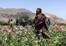 “Tolibon” Afg‘onistondagi ko‘knori maydonlarini qanday yo‘q qilmoqda? фото