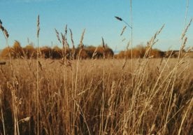 Ўзбекистонда қишлоқ хўжалиги суғуртаси бўйича махсус