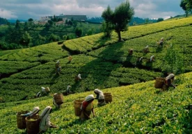 Массачусет технология университети олимлари Жанубий Осиё