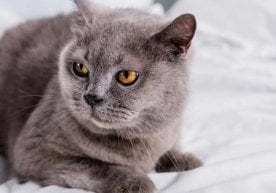 Клиник психолог, Пирогов университети мутахассиси