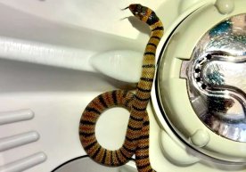 Horrible! How did a brown snake get into the house? фото