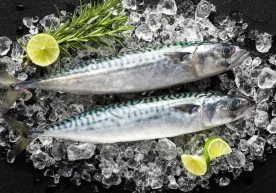 Тошкент шаҳри аҳолиси шаҳар бозорларида скумбрия нархининг