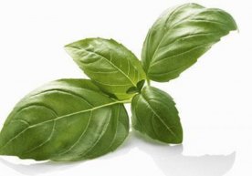 РАЙҲОН(Ocimum) — лабгулдошлар оиласига мансуб бир йиллик