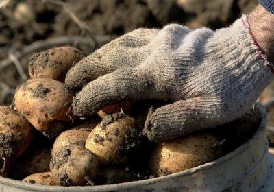 2019 йилги картошка ҳосили прогноз қилинди фото