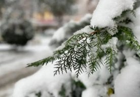 “Ўзгидромет” 18 январгача бўлган об-ҳаво прогнози билан