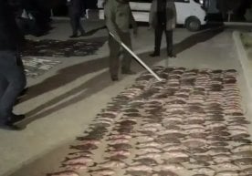 Навоий вилоятида ноқонуний балиқ овлаш ҳолатлари