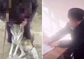 Сурхондарё вилоятида қўйларига ҳужум қилган бўрини