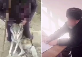 Сурхондарё вилоятида қўйларига ҳужум қилган бўрини