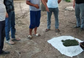 Toshkent viloyati Olmaliq shahrida marixuana giyohvandlik