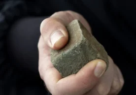 Фарғона вилоятида боғдаги қўйлар сабаб содир бўлган оддий