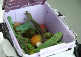 Фото: Давлат божхона қўмитаси Тошкент халқаро аэропортида