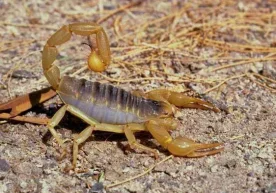 Бундан бир неча ўн йиллар аввал, авжи ёз саратонида