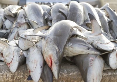 Мексика шосселарининг бирида 300 та акула жасади топилди фото