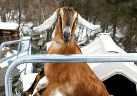 Американинг Вермонт штатидаги Фэрхейвен шаҳарасида янги