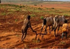 Madagaskarda ocharchilik: odamlar chigirtkalarni yeb jon saqlamoqda... фото