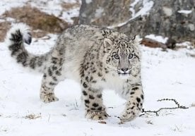 Тожикистонда қор қоплонини овлаш ва у билан боғлиқ