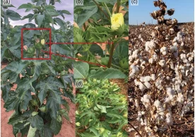 Фото: Journal of Plant Registrations Ўзбекистонлик олимлар