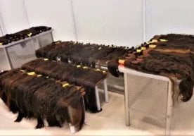 Ўзбекистонлик аёл Волгоградга 41 кг инсон сочини олиб