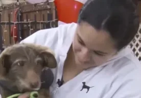 Чоко исмли кичкина итнинг саргузашти йўқолган уй