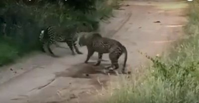 Икки леопарднинг олишуви (видео) фото