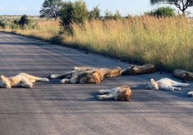 ЖАРда шерлар кундузи ҳам автомобиль йўлларида ухламоқда (фото) фото