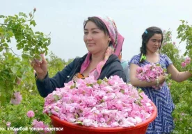 Дунёнинг саноқли давлатигина Дамашқ атиргулидан қимматбаҳо