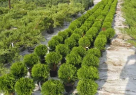 Тошкент шаҳрида шаҳар экологиясини яхшилаш мақсадида