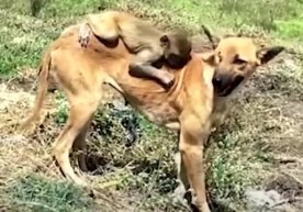 Bir koʻzidan ayrilgan koʻppak yetim qolgan maymunni boqib oldi (video) фото