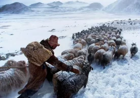 Архив фото: CGTN Мўғулистонда март ойи бошидан совуқ ва