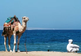 Жаҳон туристик ташкилоти (UNWTO) таҳлилчилари охирги