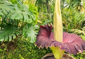 Германиянинг Дортмунд шаҳридаги машҳур «Rombergpark»