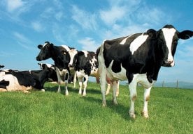 Özbekistan Cumhuriyeti Tarım Bakanlığı resmî olarak, 18