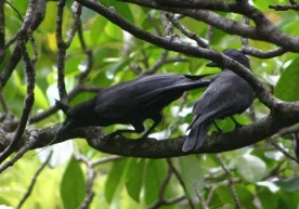 Кембриж университети олимлари Янги Каледония қарғалари