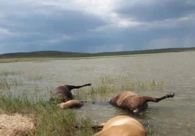 Фото: Inform.kz Қозоғистонда яшин уриши оқибатида Қарағай