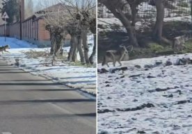 Piskentning aholi gavjum hududida bo‘rilar kezib yurgani ma’lum bo‘ldi фото