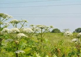 Санкт-Петербургда бегона ўтлар, хусусан, хавфли hogweed га