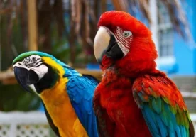 Тўтиқушлар энг ақлли жонивор ҳисобланмаслиги ва ҳатто