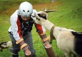 Одамлардан чарчаган Британиялик - ёриқ туёқли ҳайвонлар