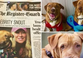 Америкалик кўнгиллилар томонидан суратлари ижтимоий