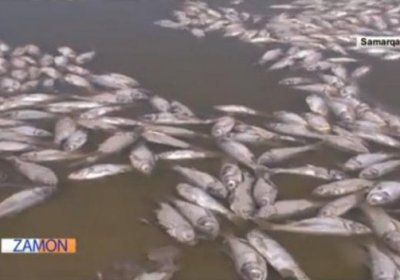 Самарқанддаги сув омборида 300 тонна балиқ нобуд бўлди (видео) фото