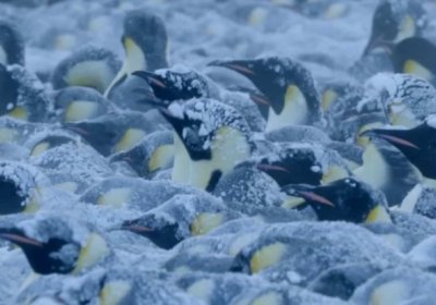 BBC журналистлари Антарктидада ҳалок бўлаётган пингвин болаларини қутқарди (видео) фото