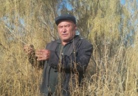 Фото: «Xabar.uz» Боғот туманидаги «Олтин қум» фермер