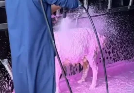 Un video humorístico grabado en Uzbekistán se ha vuelto