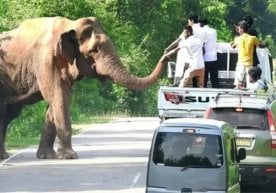 Таиландда одамлар ва ёввойи филлар ўртасидаги хавфли