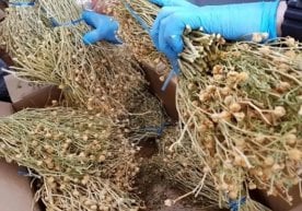Россияда тожикистонлик аёл ноодатий ҳолатда қўлга олинди.
