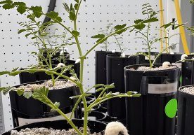 Америкалик олимлар тарихда илк бор Ой тупроғига ўхшаш