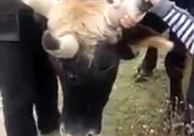 Ўзбекистонда дунёга келган ажабтовур уч шохли сигир Буюк