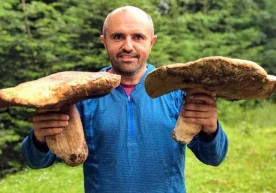 Карпат тоғлари этакларида улкан қўзиқоринларни териш