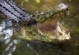 Фото: Depositphotos Зимбабведа аёл бола кўз ўнгида
